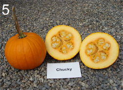 pumpkin cultivar 'Chucky'
