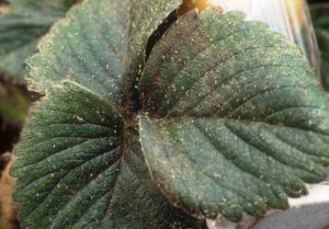 Two-spotted Spider Mites