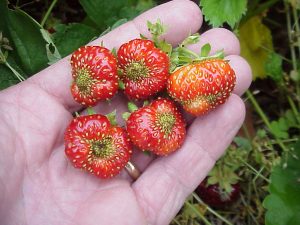 Tarnished Plant Bug Injury on Strawberries