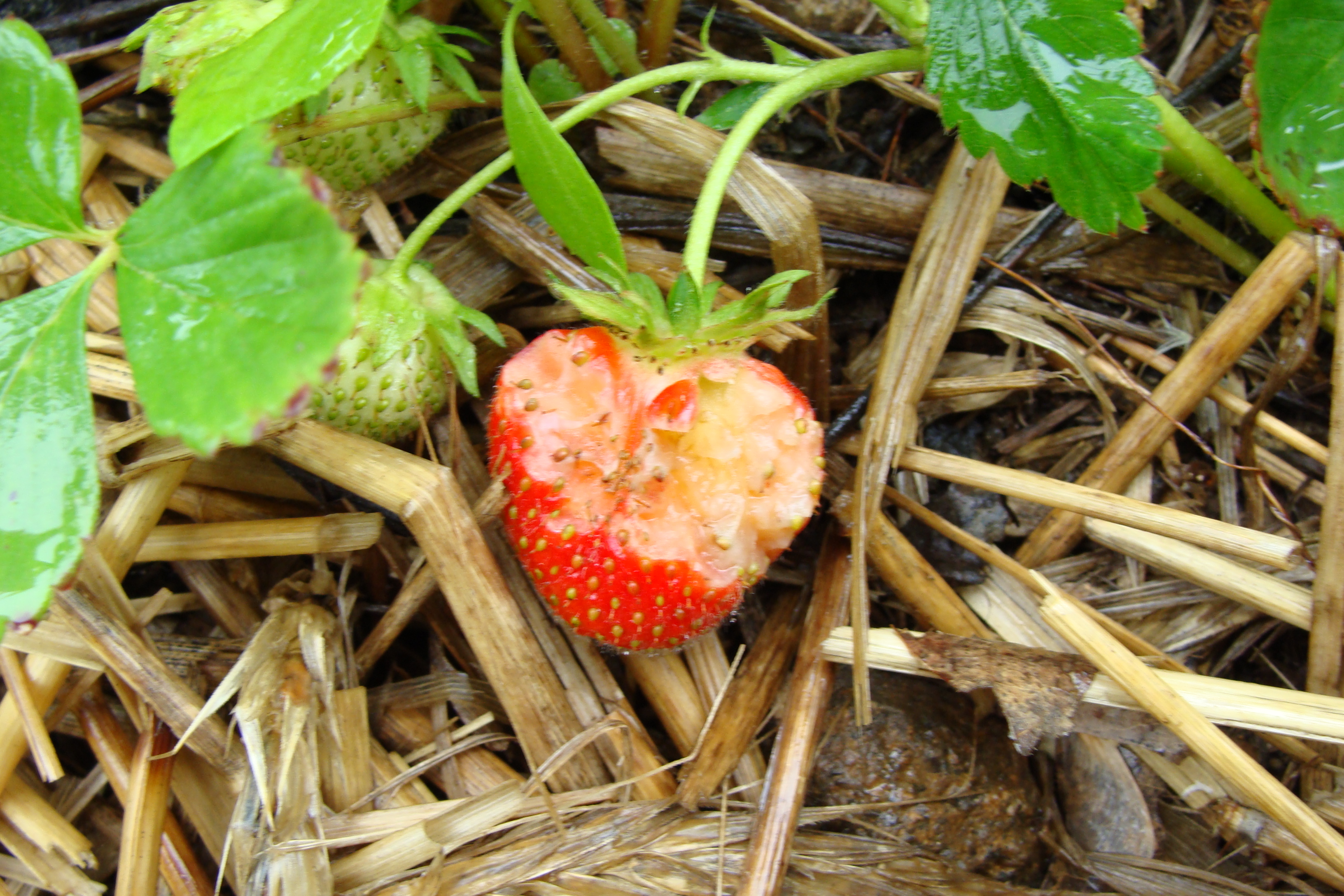 Time to Mulch Your Strawberries - Cooperative Extension at Highmoor Farm -  University of Maine Cooperative Extension