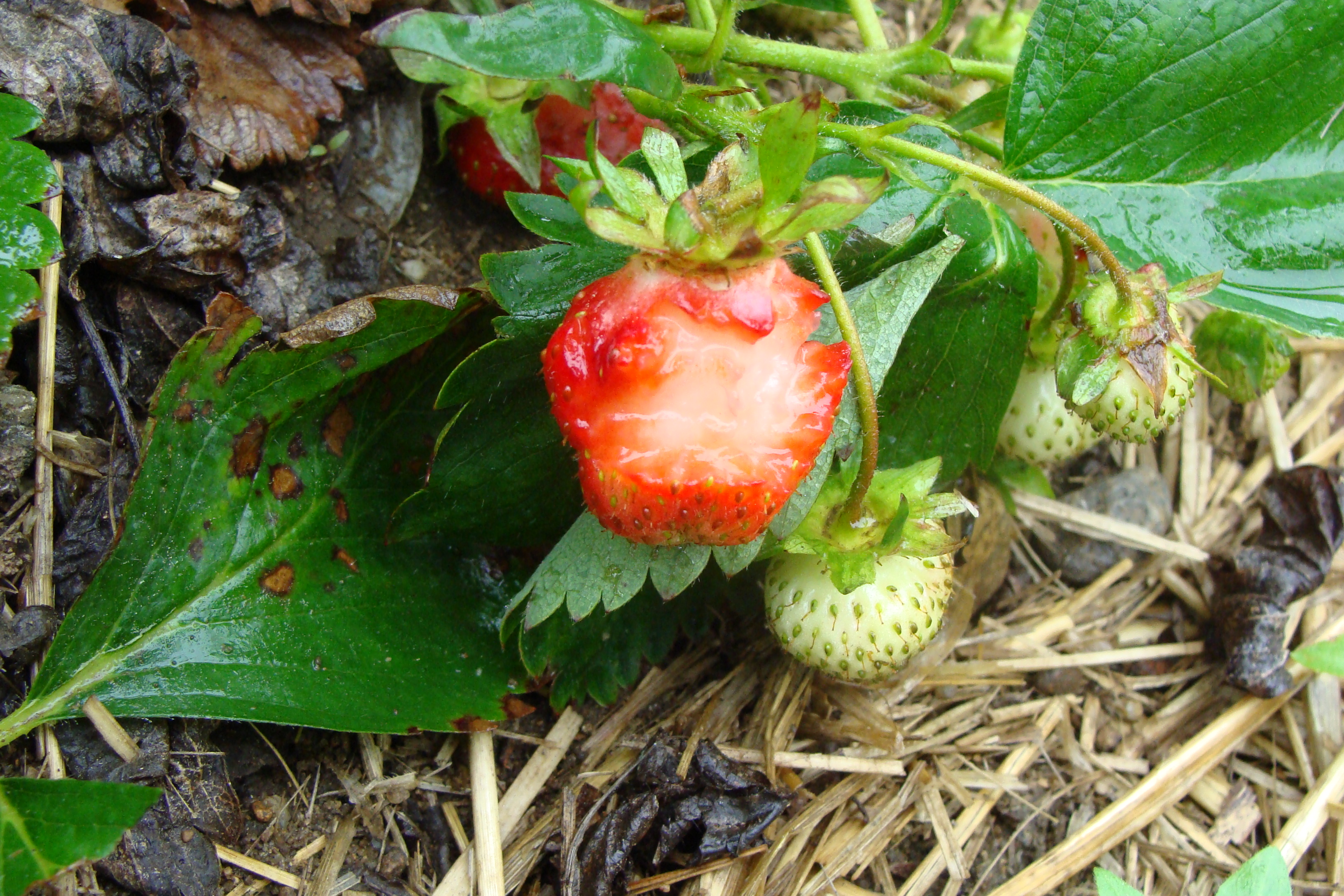 Bulletin #4268, Vegetables and Fruits for Health: Strawberries -  Cooperative Extension Publications - University of Maine Cooperative  Extension