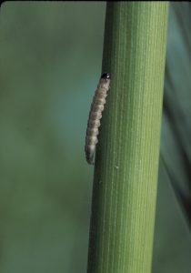 European Corn Borer Larva