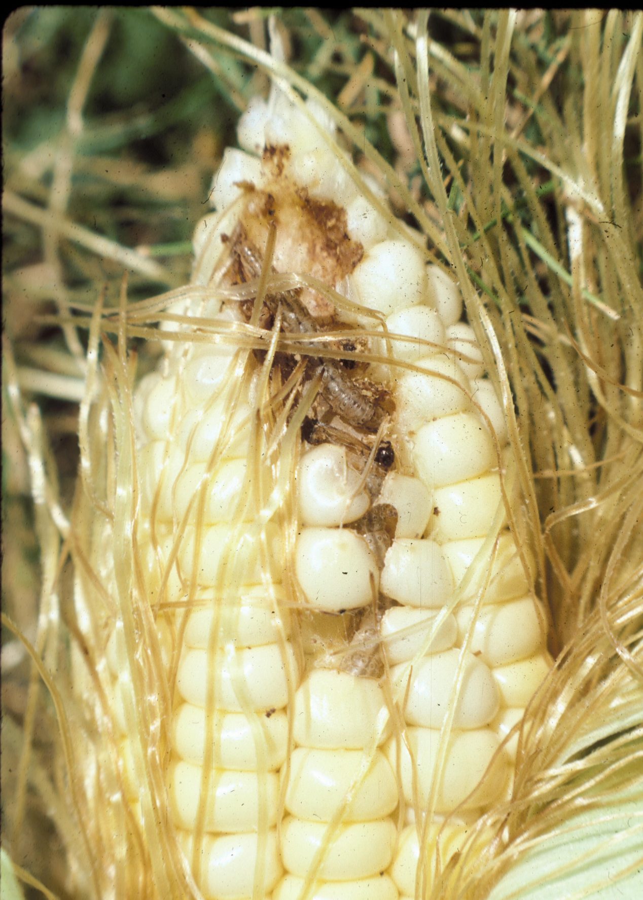 Sweet Corn IPM Newsletter No. 8 August 21, 2020 Cooperative