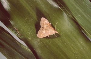 European Corn Borer Moth