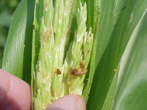 European Corn Borer Larvae on Pre-tassel Stage Corn
