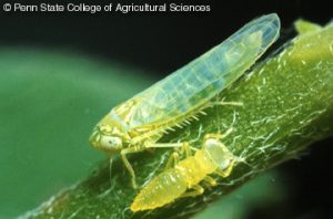 Potato Leafhopper - Adult & Nymph