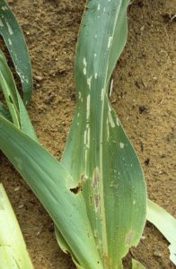 Fall Armyworm Injury on Corn Leaves