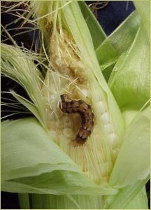 Corn Earworm Feeding on Corn