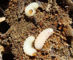 Strawberry Root Weevil Grub
