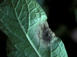 Late Blight on Potato Leaf