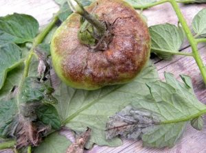 Late Blight on Tomato