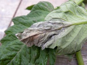 Late Blight on Tomato Leaf