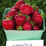 Wendy Strawberries
