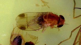 Male Spotted Wing Drosophila