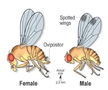 Male and Female Spotted Wing Drosophila