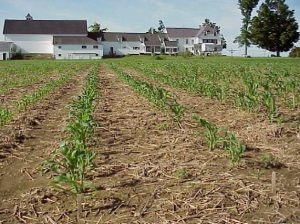 trial corn field at Highmoor Farm