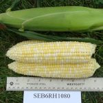 SEB6RH1080 sweet corn
