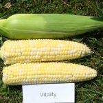 Vitality sweet corn