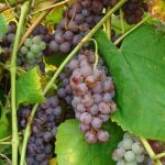 Reliance grapes
