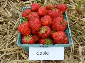 Strawberries: Sable variety