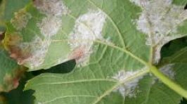 Downy mildew on grape leaves