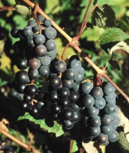 grapes ripening on the vine
