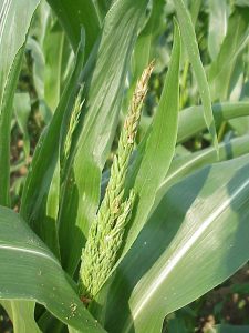 European Corn Borer Damage on Pre-tassel Stage corn
