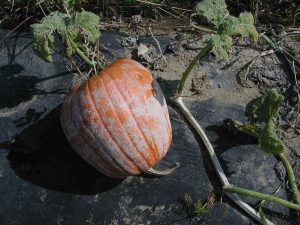 Plectosporium blight on pumpkin