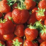Strawberries, variety Jewel