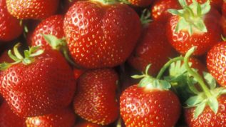 Strawberries, variety Jewel