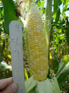sweet corn variety Allure