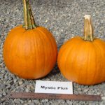 pumpkins, variety Mystic Plus