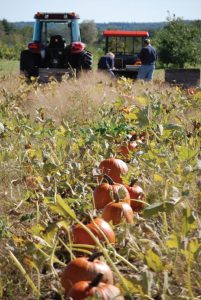 pumpkins in the field