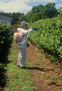 Spraying Pesticides on Raspberries Using Backpack