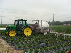 Spraying Pesticides on Strawberry Plants Using Tractor