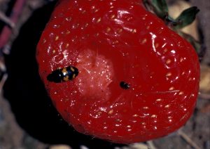 Strawberry Sap beetle on strawberry (right) and Picnic Beetle (left)