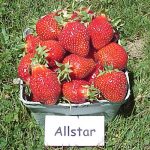 Allstar strawberries