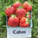 Cabot strawberries