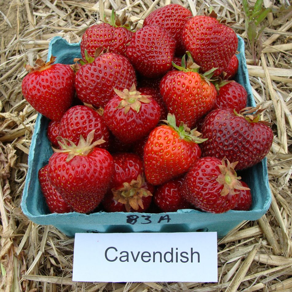Strawberry Variety Testing at Highmoor Farm Cooperative Extension at