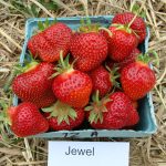 Jewel Strawberries