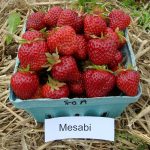 Mesabi strawberries