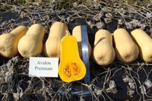 Butternut squash variety Avalon Premium
