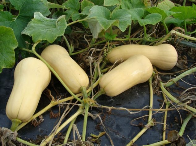 Butternut Squash Variety Trial 2014 Cooperative Extension At Highmoor   Butternut Squash 634x473 