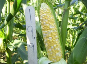 ear of corn on stalk