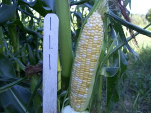 ear of corn on stalk