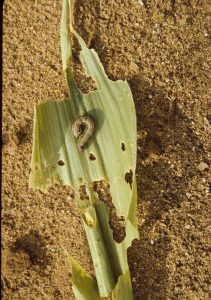 Fall Armyworm on Corn Leaf