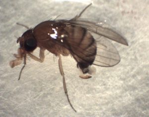 Female Spotted Wing Drosophila
