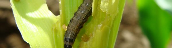 Fall Army Worm on Pre-tassel Corn Plant