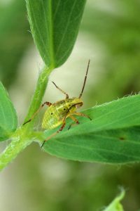 Tarnished plant bug nymph