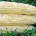 shucked ears of sweet corn